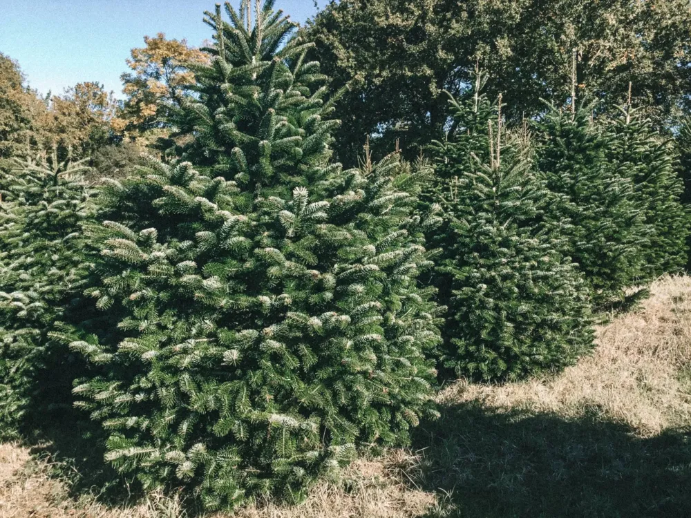 sapin Nordmann en vente dans le Jura