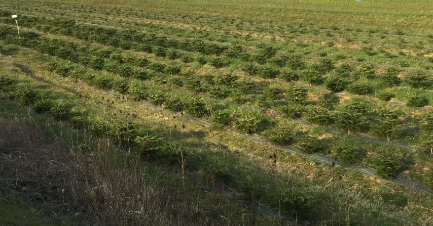 plantation de sapin de noel dans le Jura