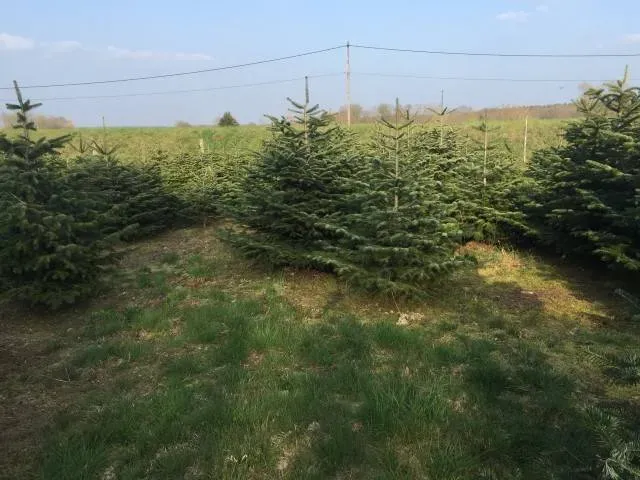 vente sapins de noel dans le Jura